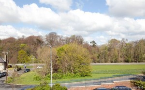 View to Bushy park